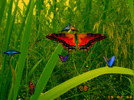 Amazing Butterflies screensaver screenshot